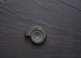 093 Ammonit 1