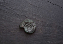 093 Ammonit 2