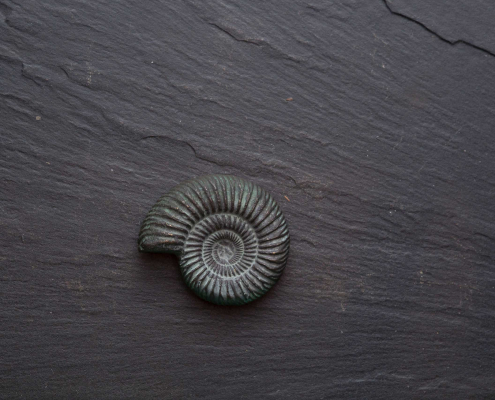 093 Ammonit